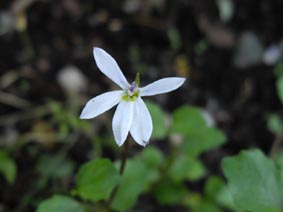 Lobelia angulata